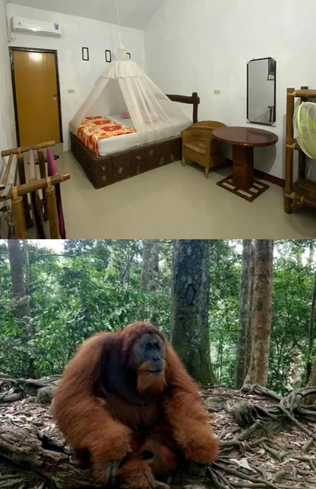 Brown Bamboo Guest House & Trekking Букит-Лаванг Экстерьер фото